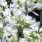 Beste Zwerg-Schmucklilien für üppige Gartenblüte