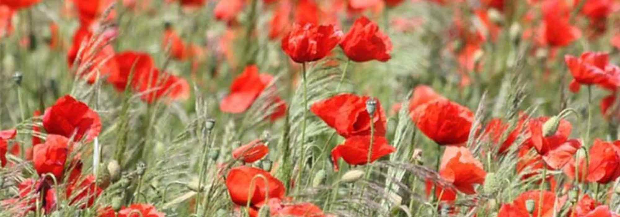 Unsere Top 7 einjährigen Pflanzen mit roten Blüten