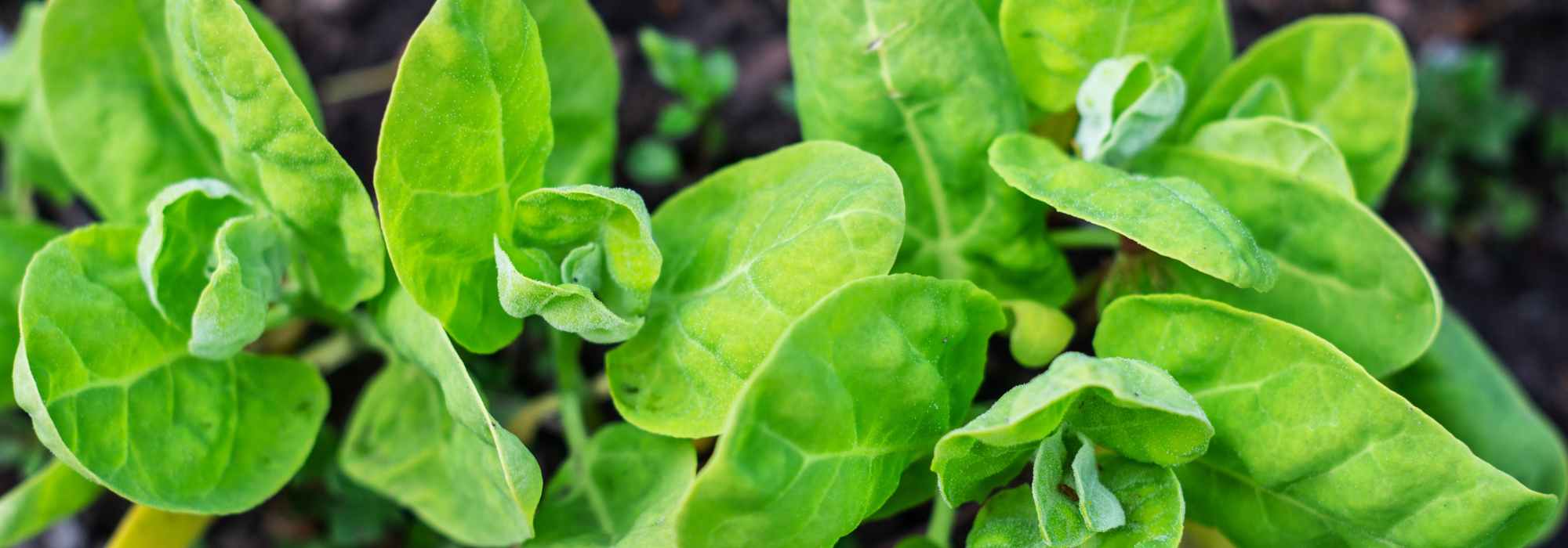 Gartenmelde anbauen: altes Gemüse mit Spinatgeschmack