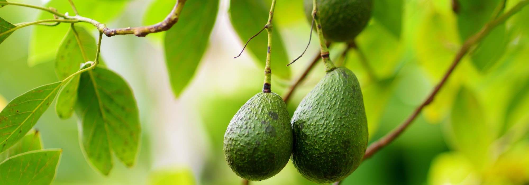 Avocado im Topf ziehen?