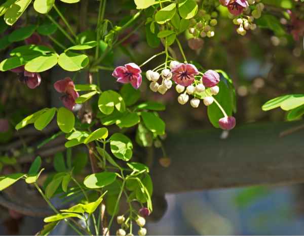 Akebie vermehren: Stecklinge réussiғыҙ