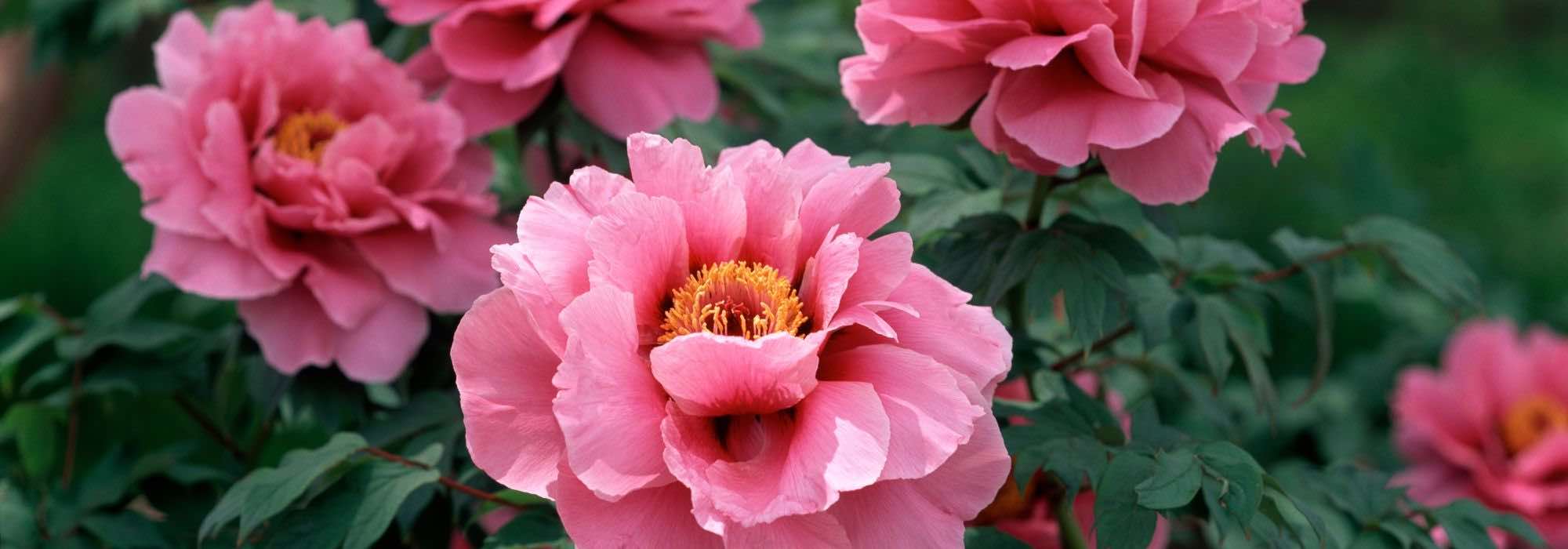 Schöne Päonien im Garten: die besten Tipps
