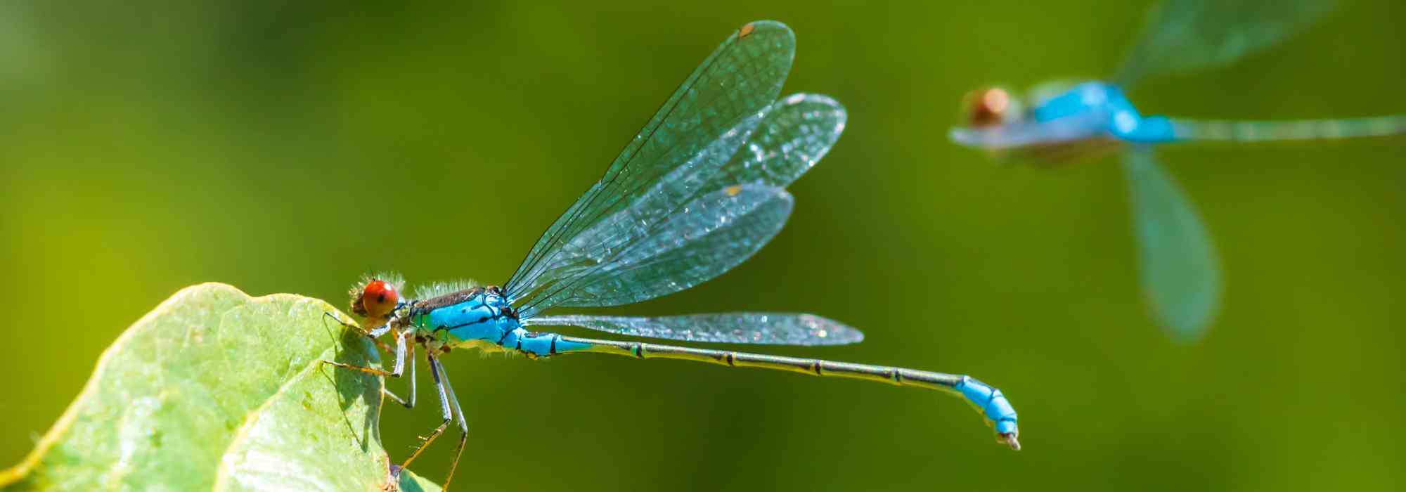 Libellen und Kleinlibellen: Rolle im Garten?