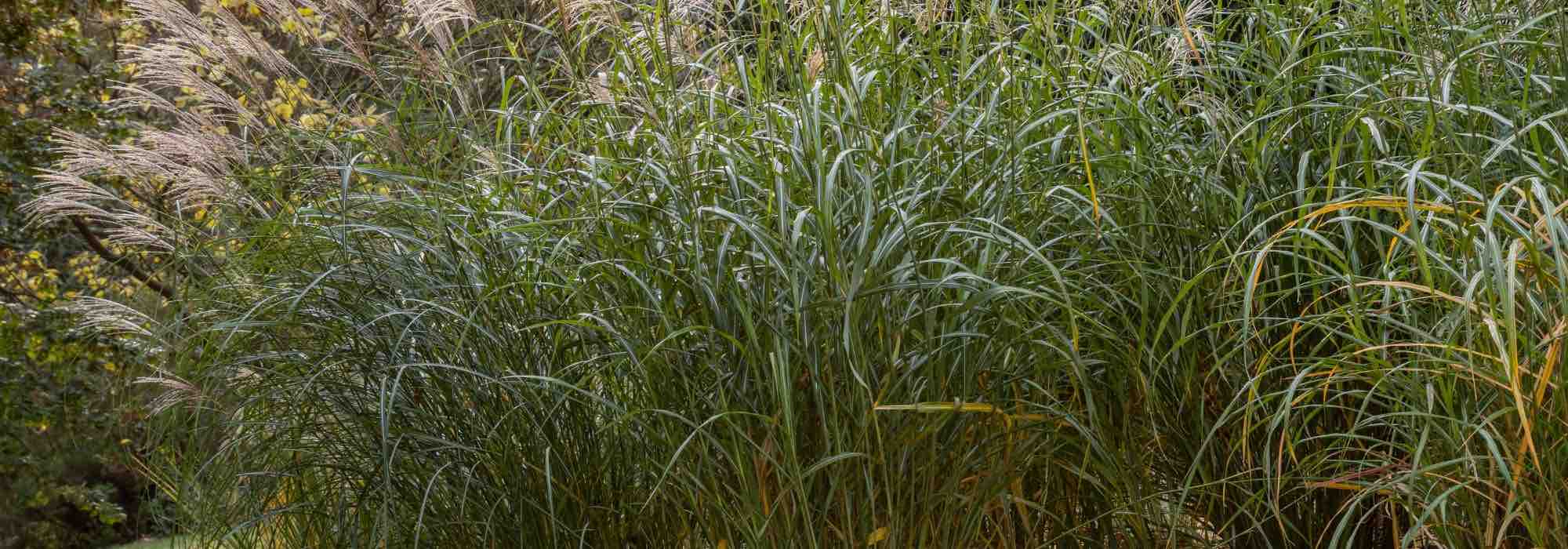 Chinaschilf-Mulch: Vorteile und Nachteile?