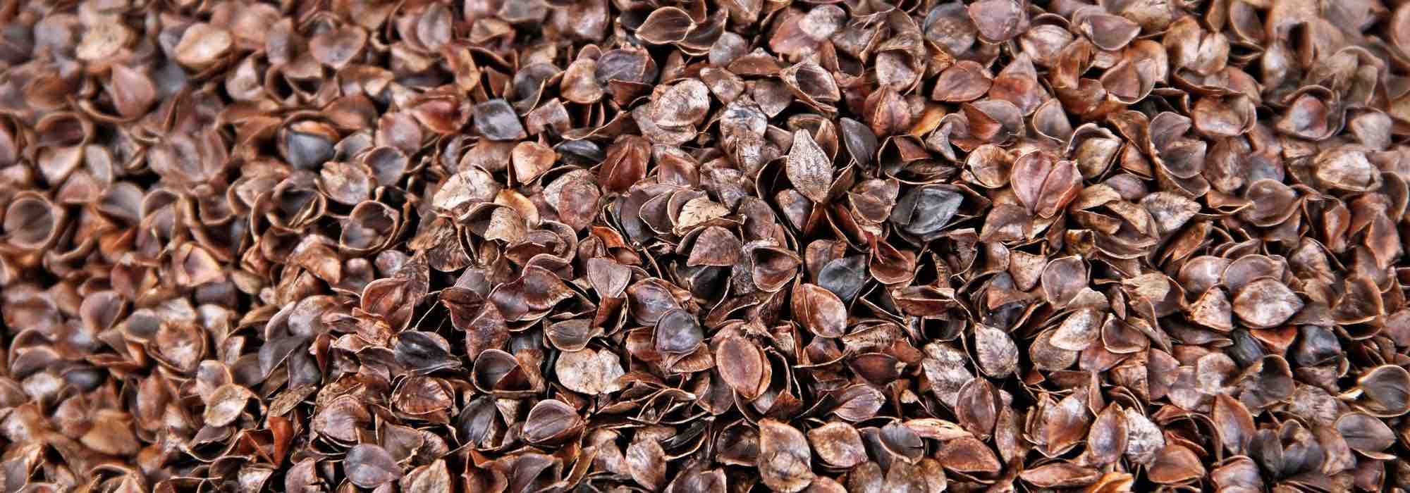 Schalen vom Echten Buchweizen: Warum als Mulch?