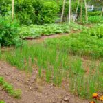 Gemüsegarten nach Bedarf anlegen?