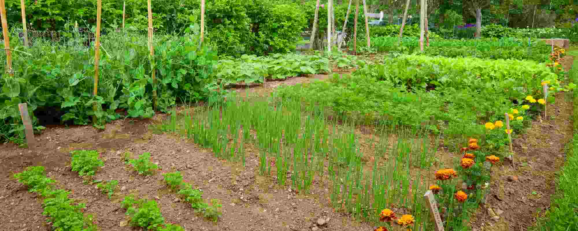 Gemüsegarten nach Bedarf anlegen?
