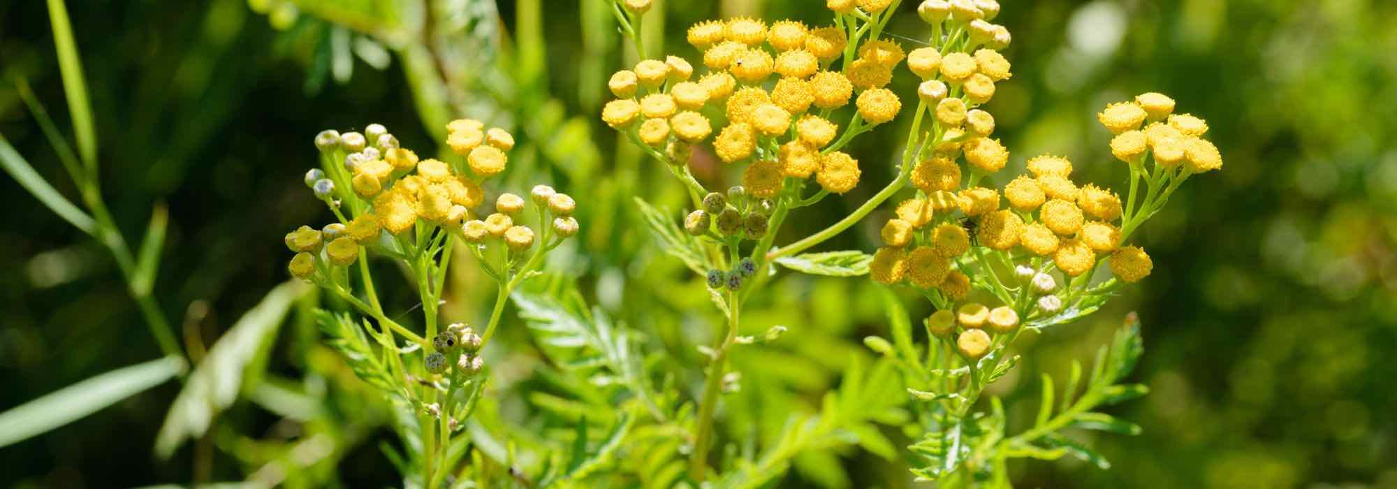 Natürliche Insektizide als Jauche und Sud