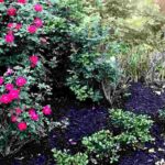 Rosen mulchen: besten Mulch wählen und anwenden
