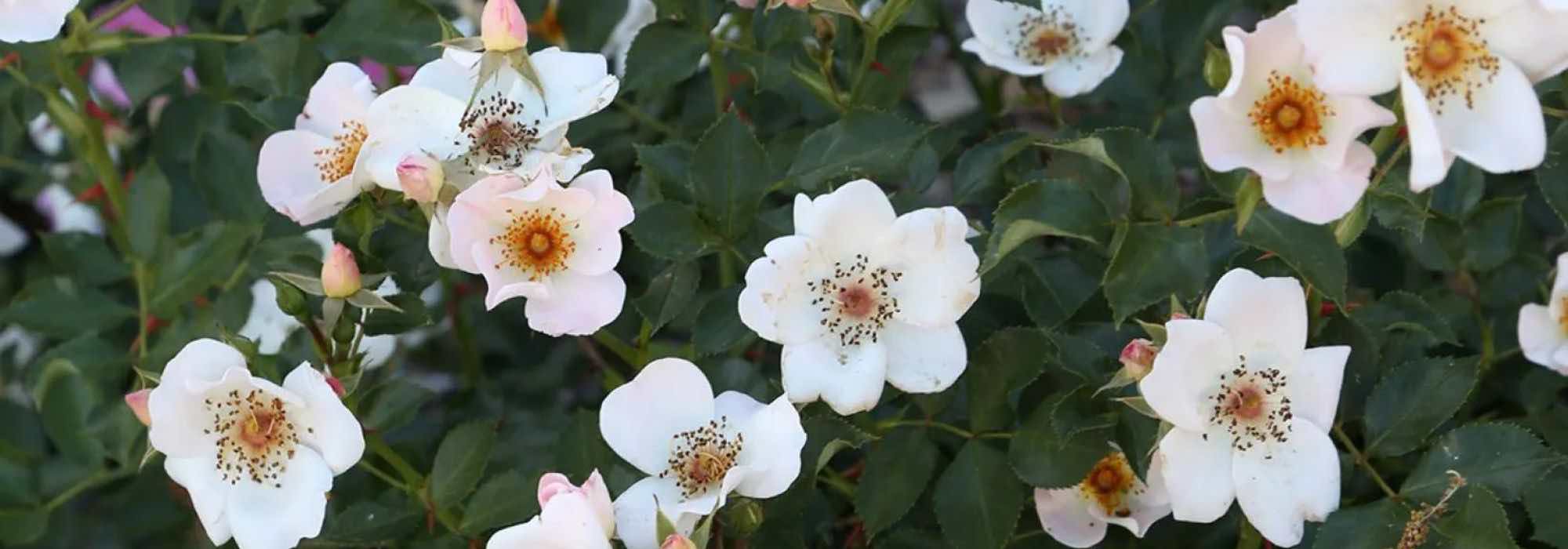 7 bei Bienen beliebte Rosen