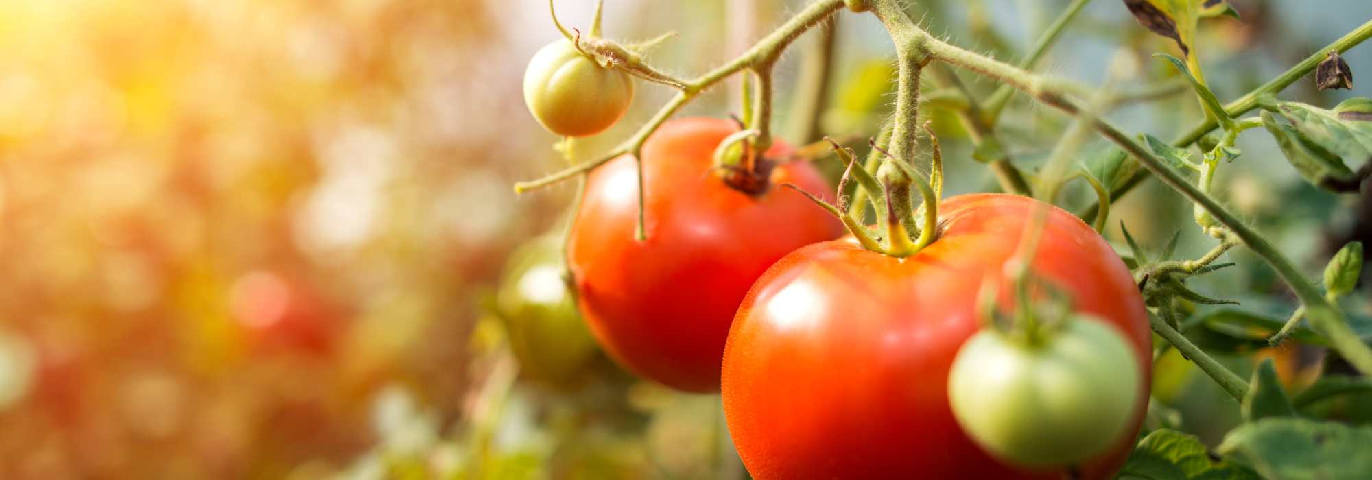 Kann man Tomaten wirklich ohne Wasser anbauen?