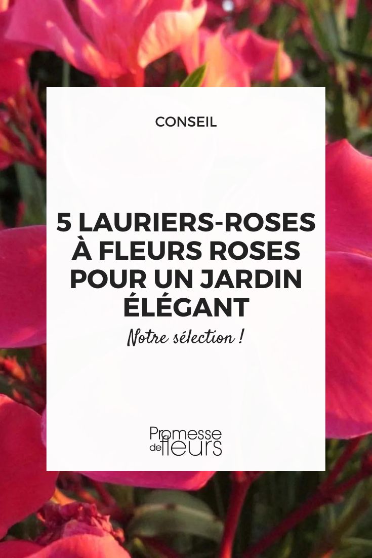 Lorbeerrose 'Papa Gambetta' — Nerium oleander