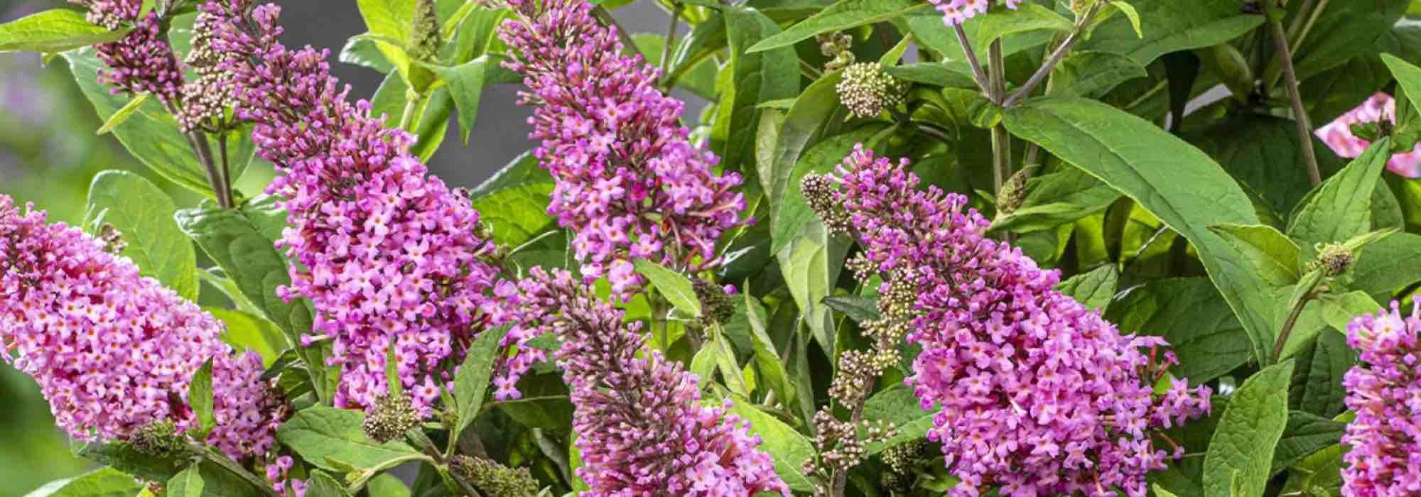 Die besten rosa Sommerflieder für den Garten