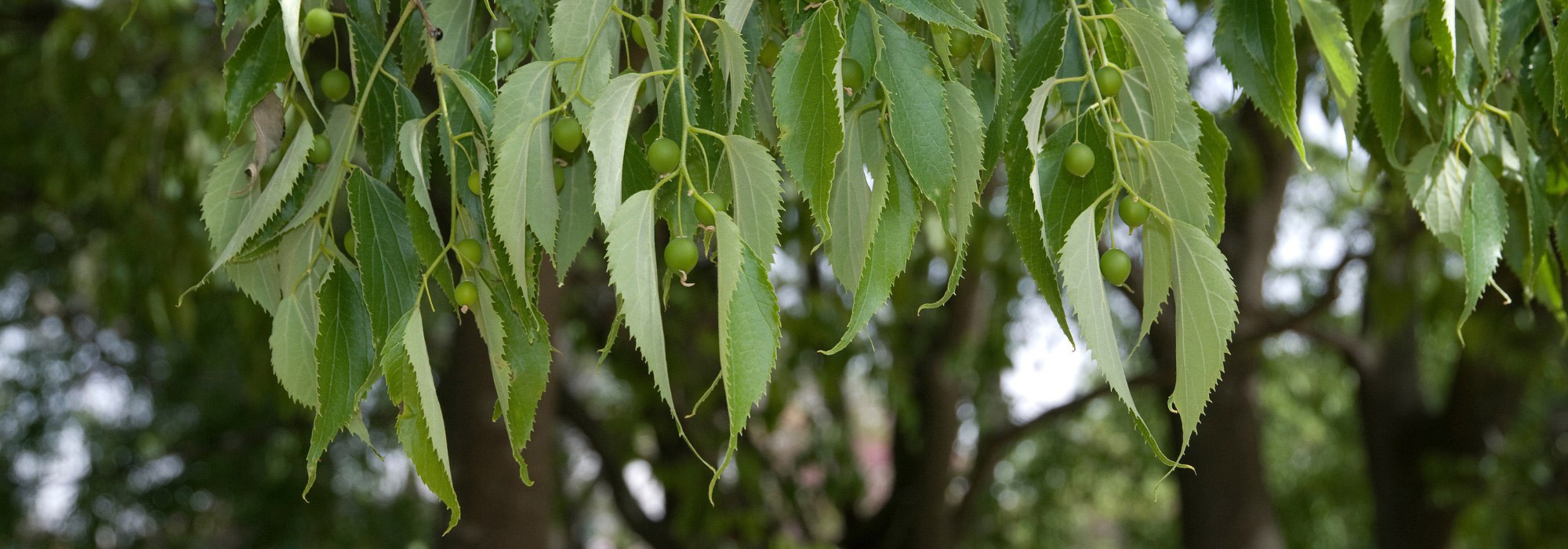 Südlicher Zürgelbaum: Pflanzung, Pflege und Kultivierung