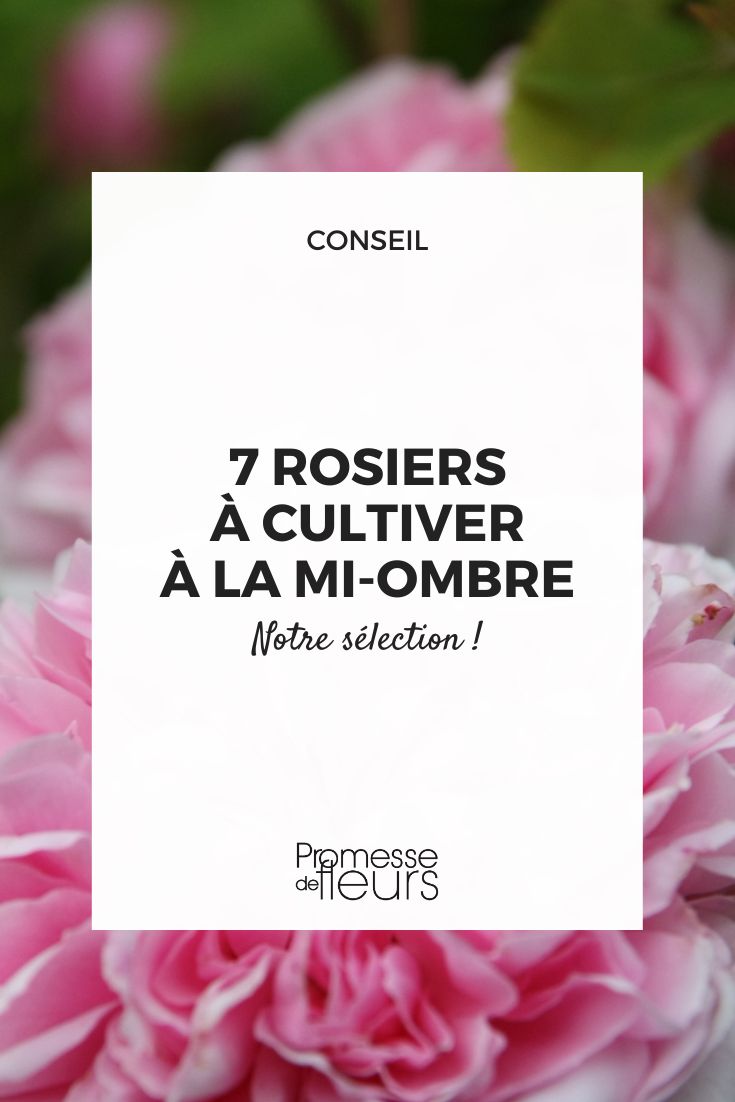 Rosa 'Jacques Cartier'