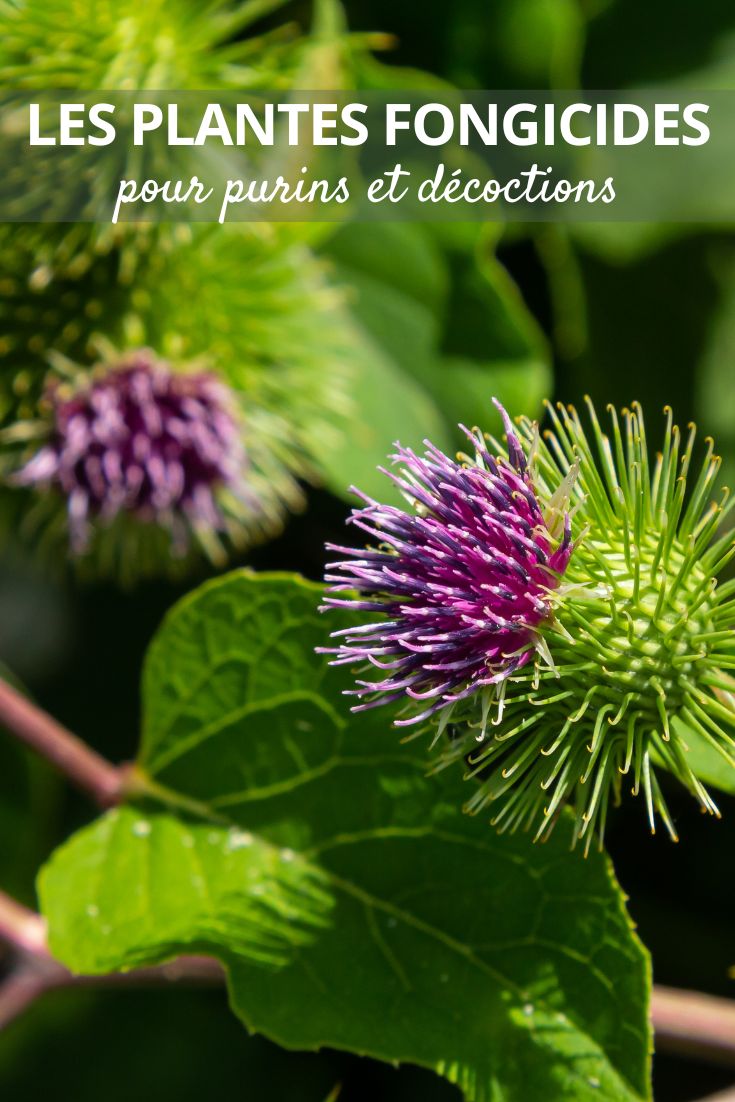 Große Klette (Arctium lappa)