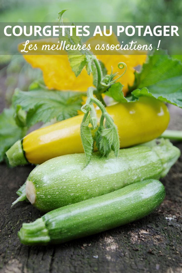 Die Zucchini im Gemüsegarten kombinieren