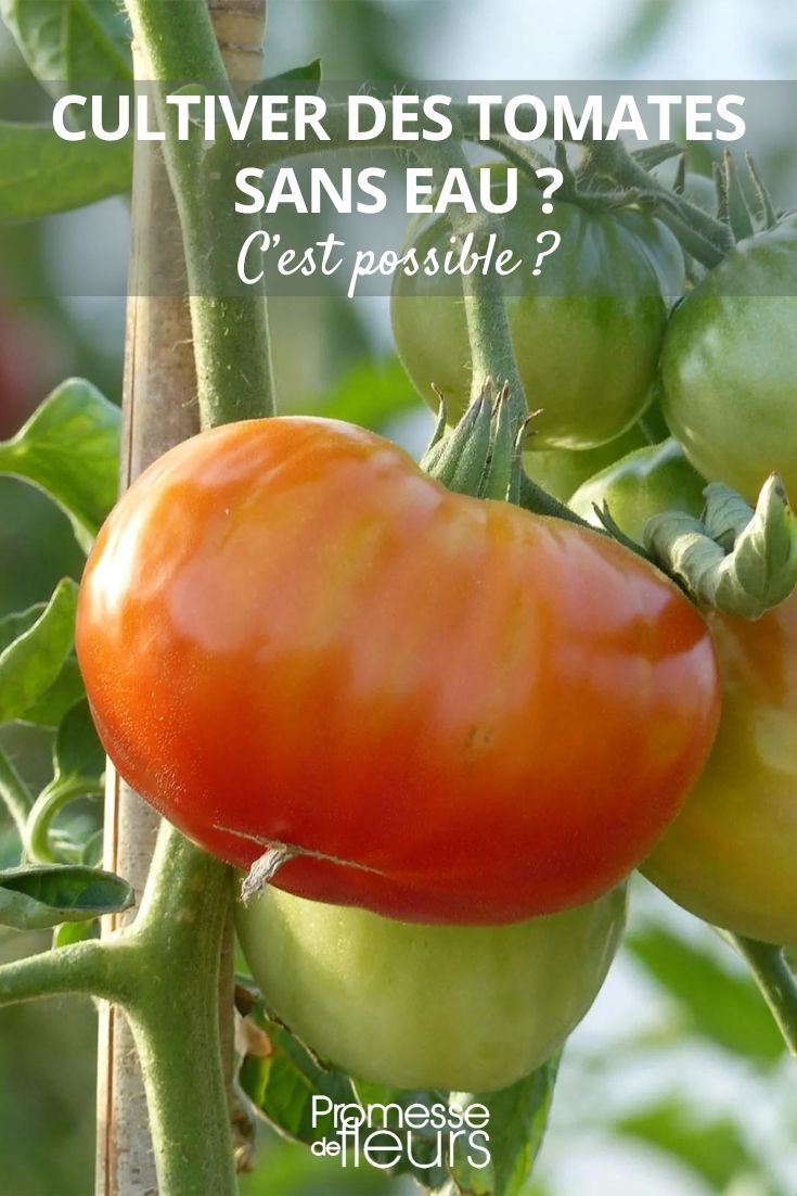Tomaten ohne Bewässerung