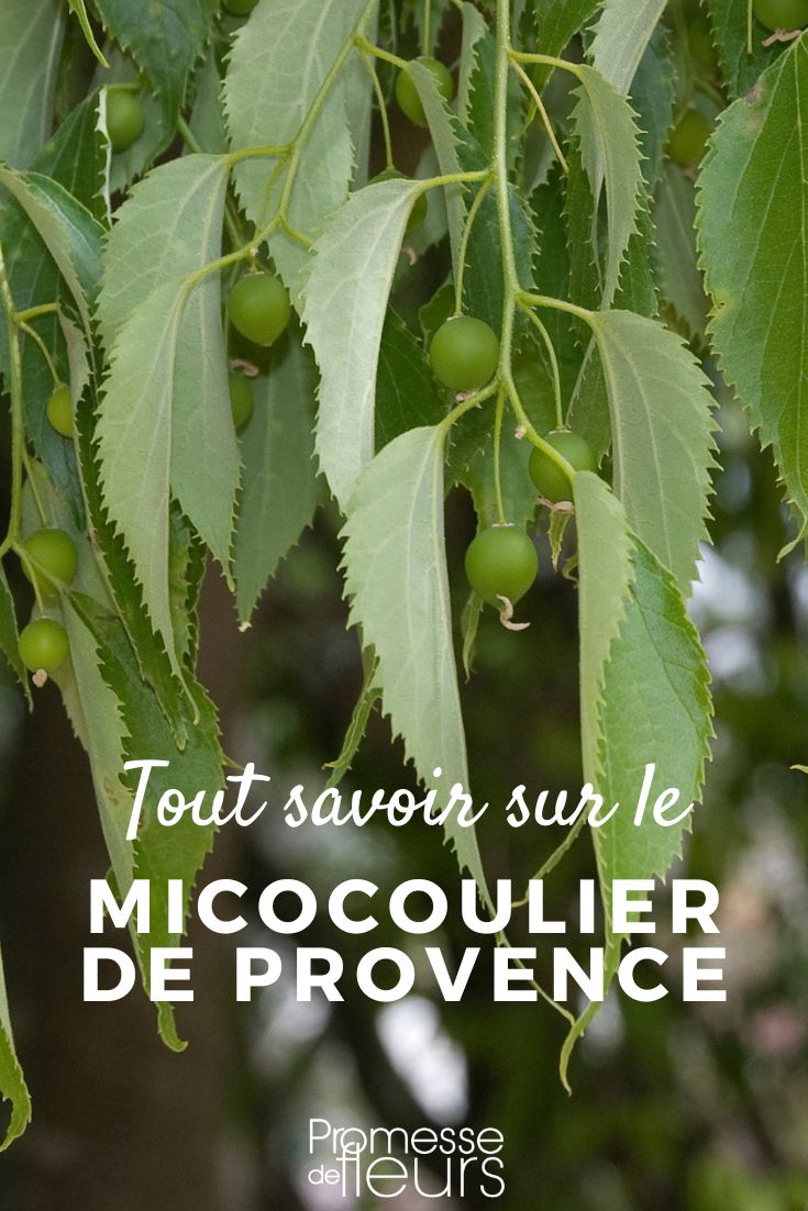 Provence-Zürgelbaum anbauen und alles über den Zürgelbaum wissen