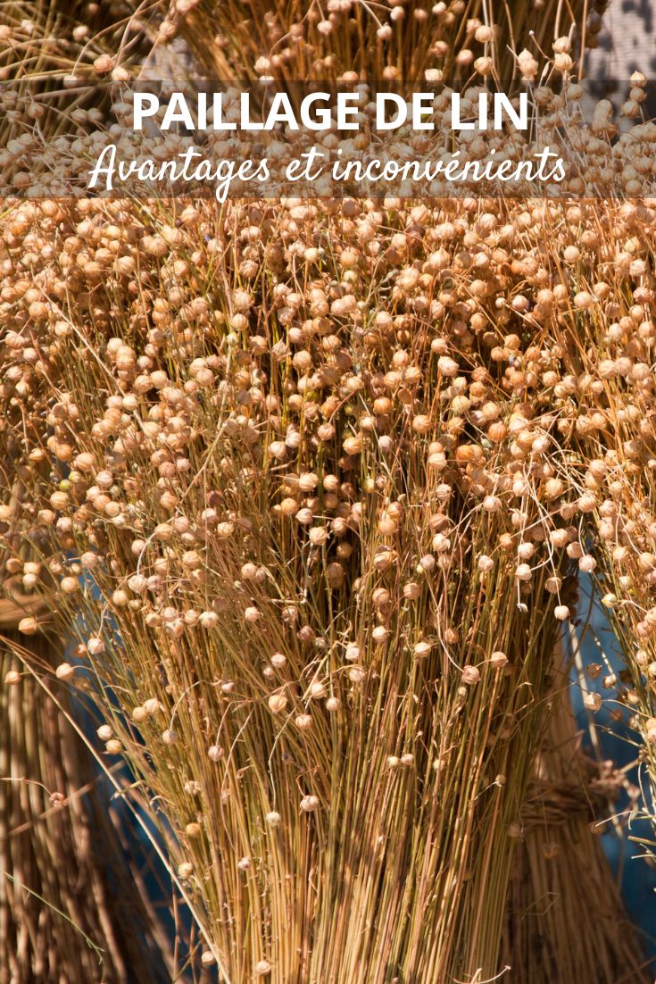 Leinstreu