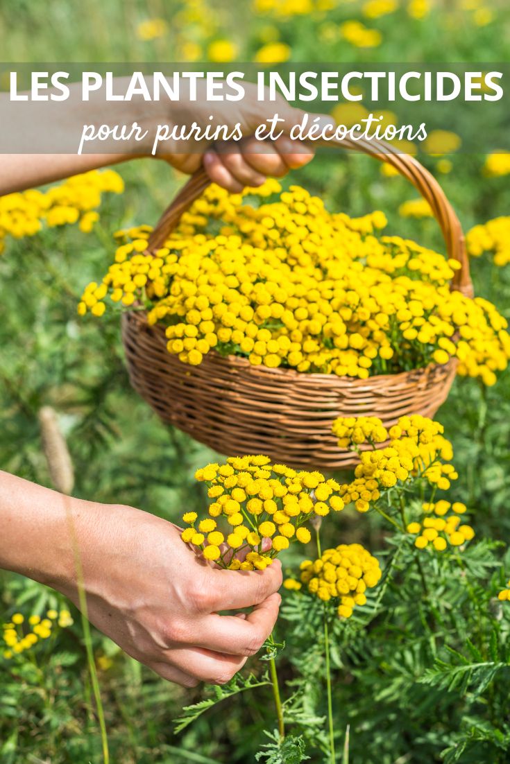 Hier ist die professionelle Übersetzung des botanischen Begriffs:

"Tanacetum" (deutscher Trivialname: "Rainfarn")