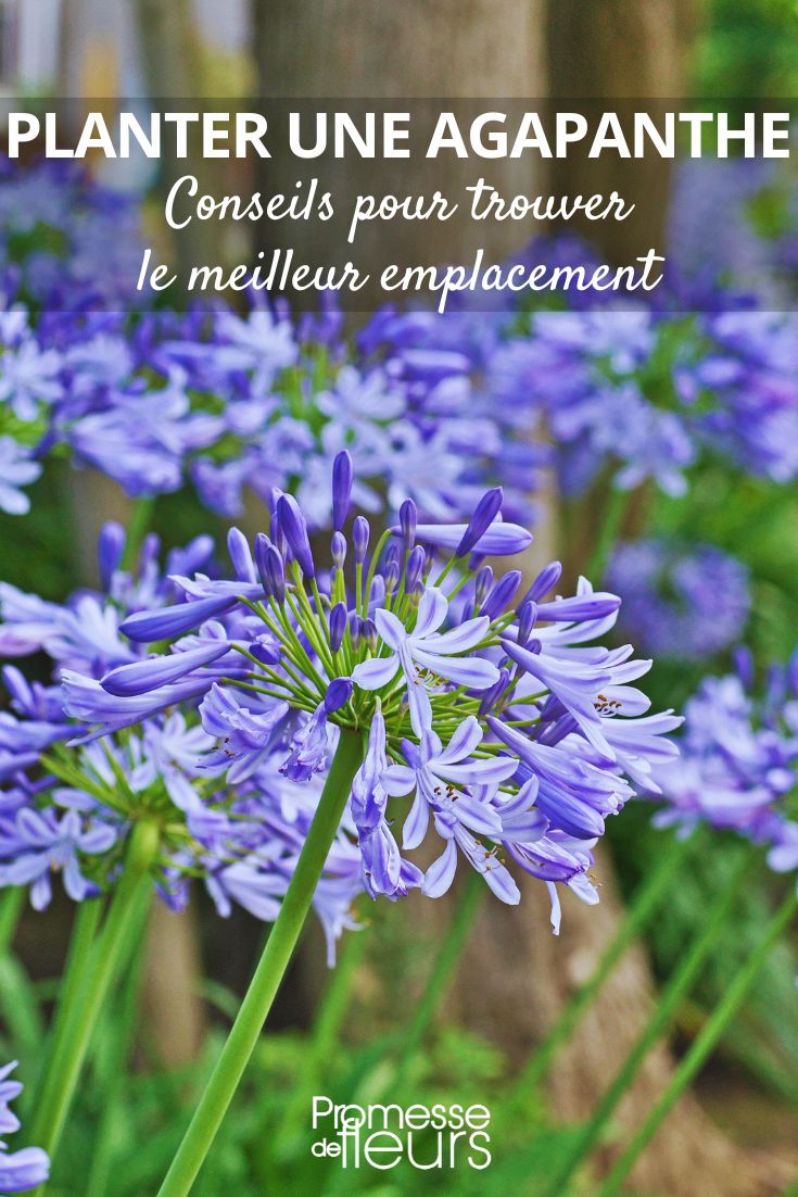 Den richtigen Standort für eine Agapanthus-Pflanze auswählen