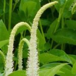 Gartenteich: Aquatische Pflanzen für Halbschatten