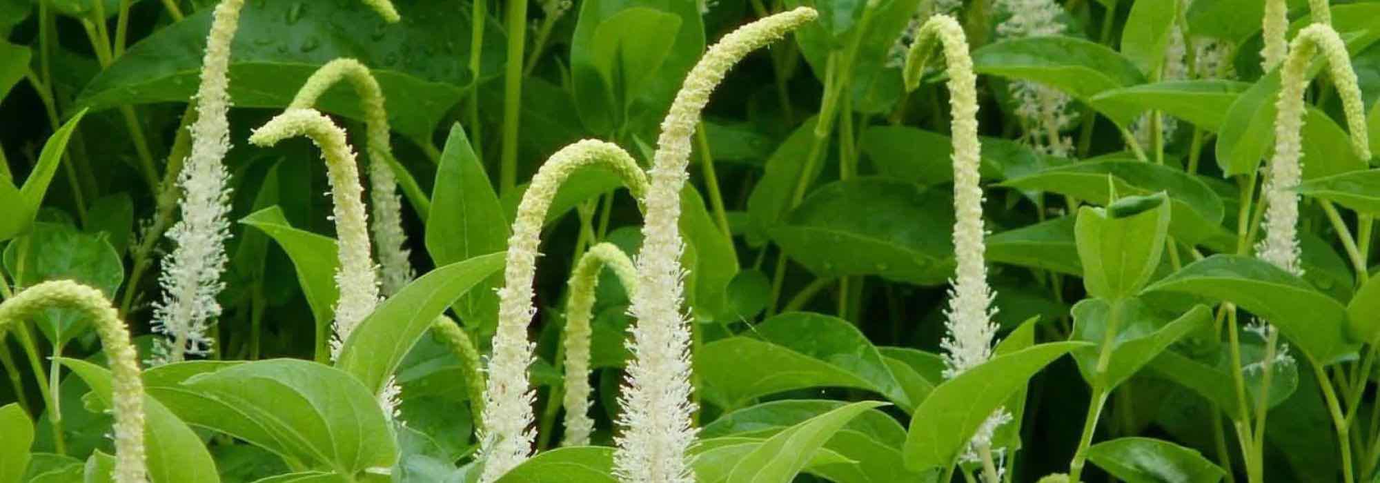 Gartenteich: Aquatische Pflanzen für Halbschatten