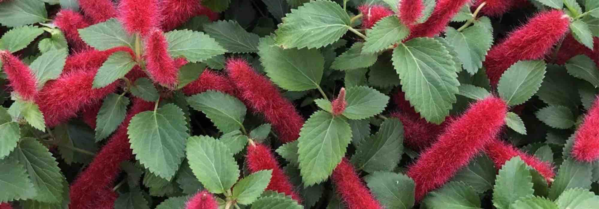 7 exotische Sommerblüher
