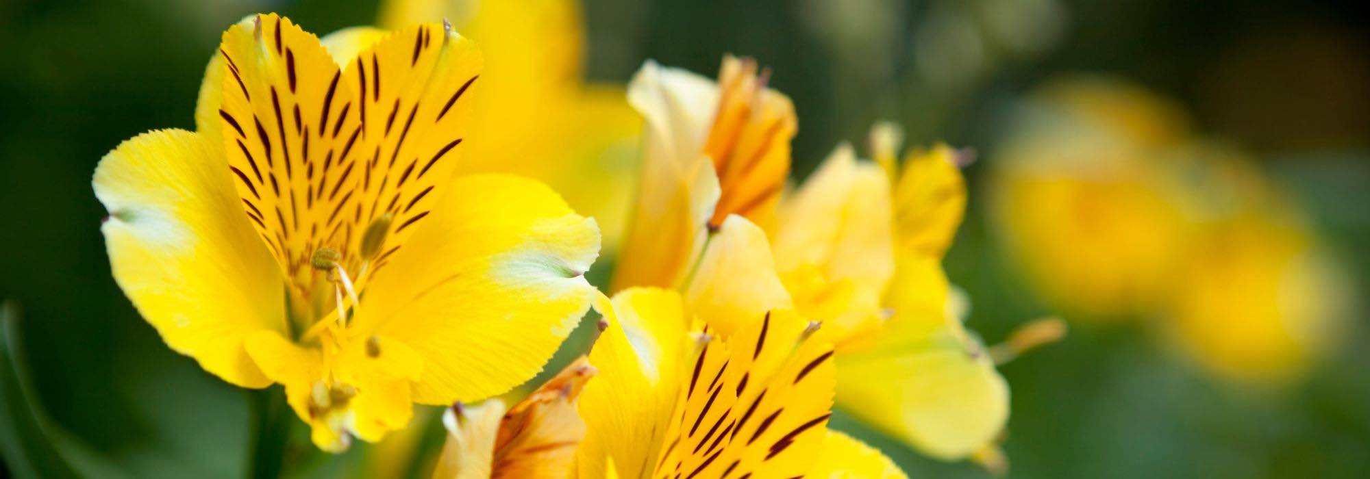 Gelbe Blumen im Garten kombinieren?