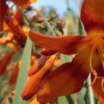 Top 9 orange blühende Sommerzwiebeln für volle Sonne