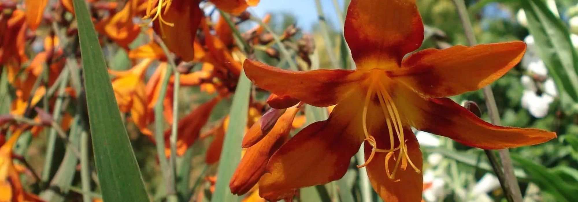 Top 9 orange blühende Sommerzwiebeln für volle Sonne
