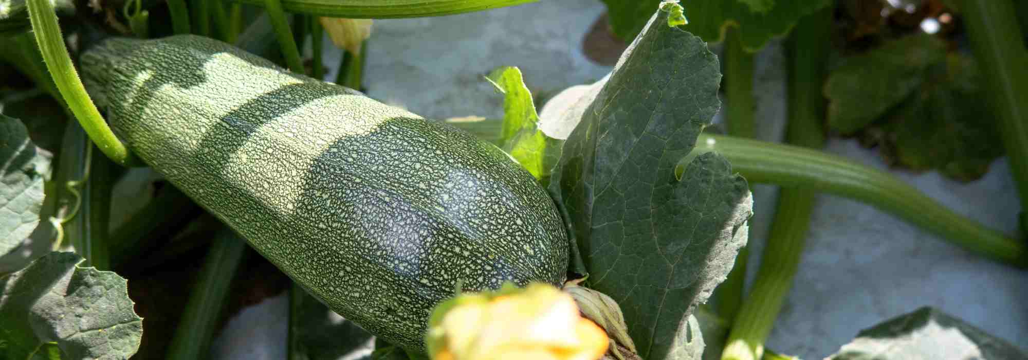 Beste Mischkultur-Partner für Zucchini