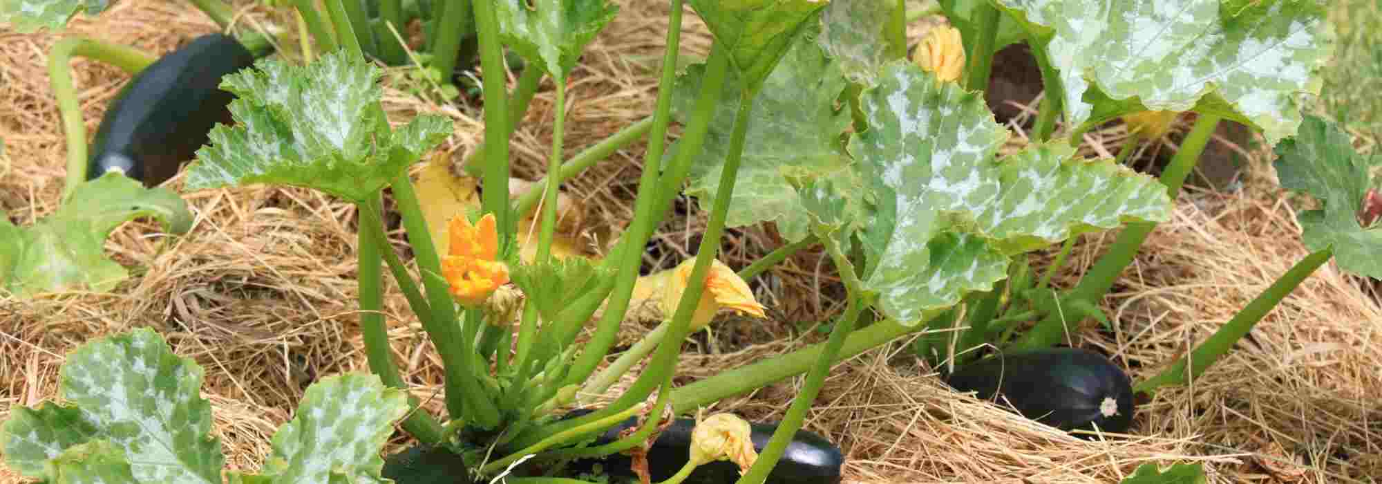 Zucchini: bewährte Sorten