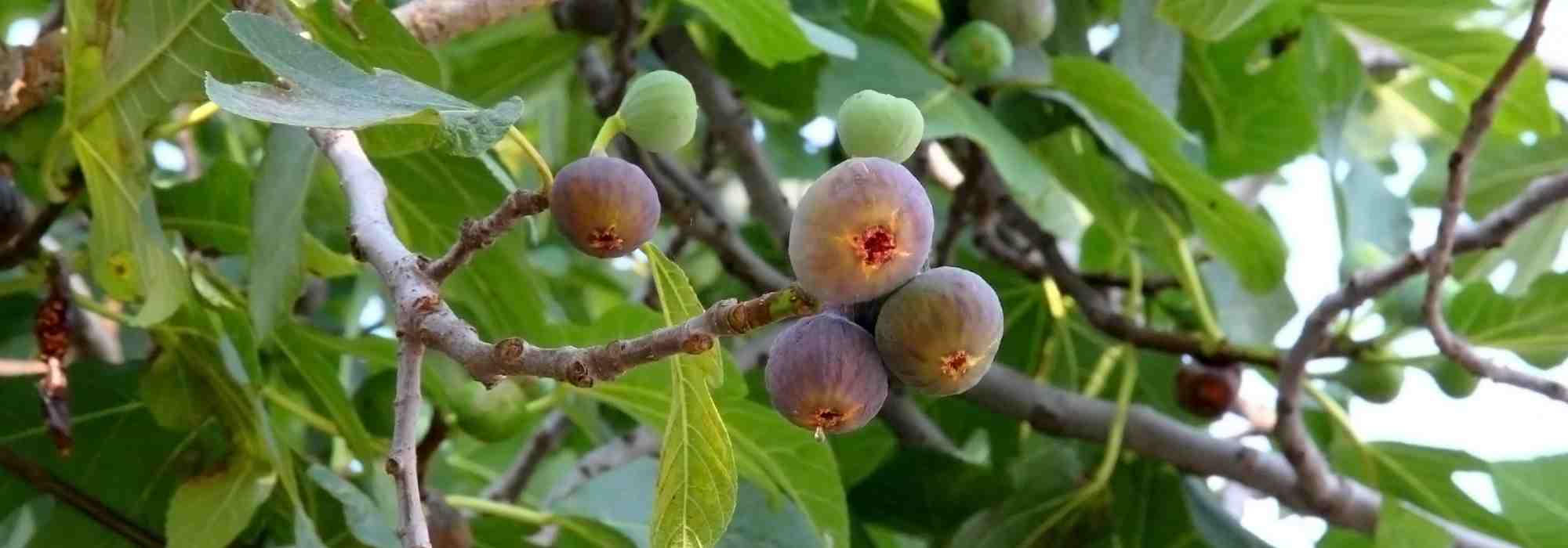 Feigenbaum: beste Sorten für den Garten