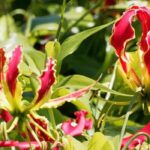 Besondere Kletterpflanzen, die in Ihrem Garten für Aufsehen sorgen