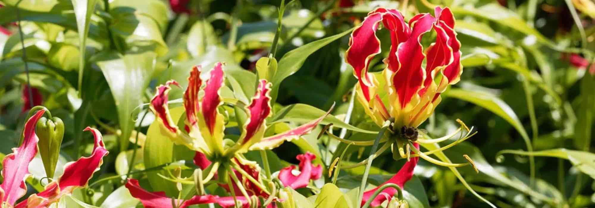 Besondere Kletterpflanzen, die in Ihrem Garten für Aufsehen sorgen