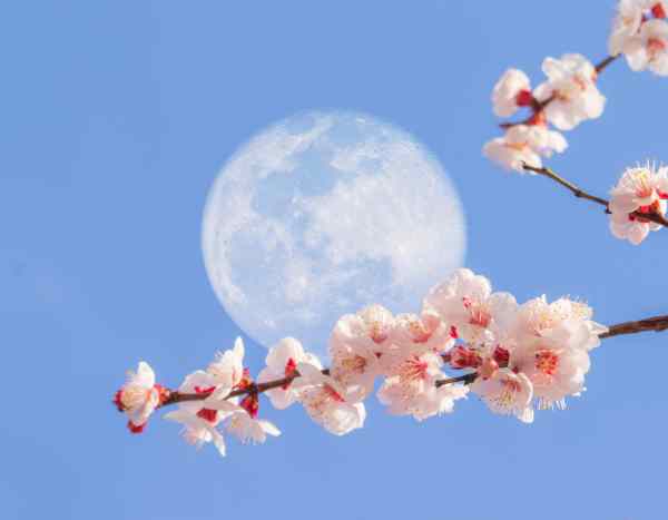 Mond und Garten: Mythos oder Wahrheit?
