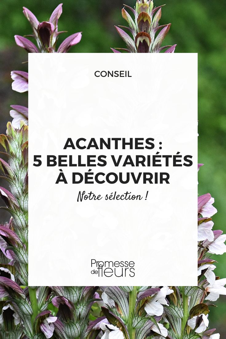 Akanthus Mollis