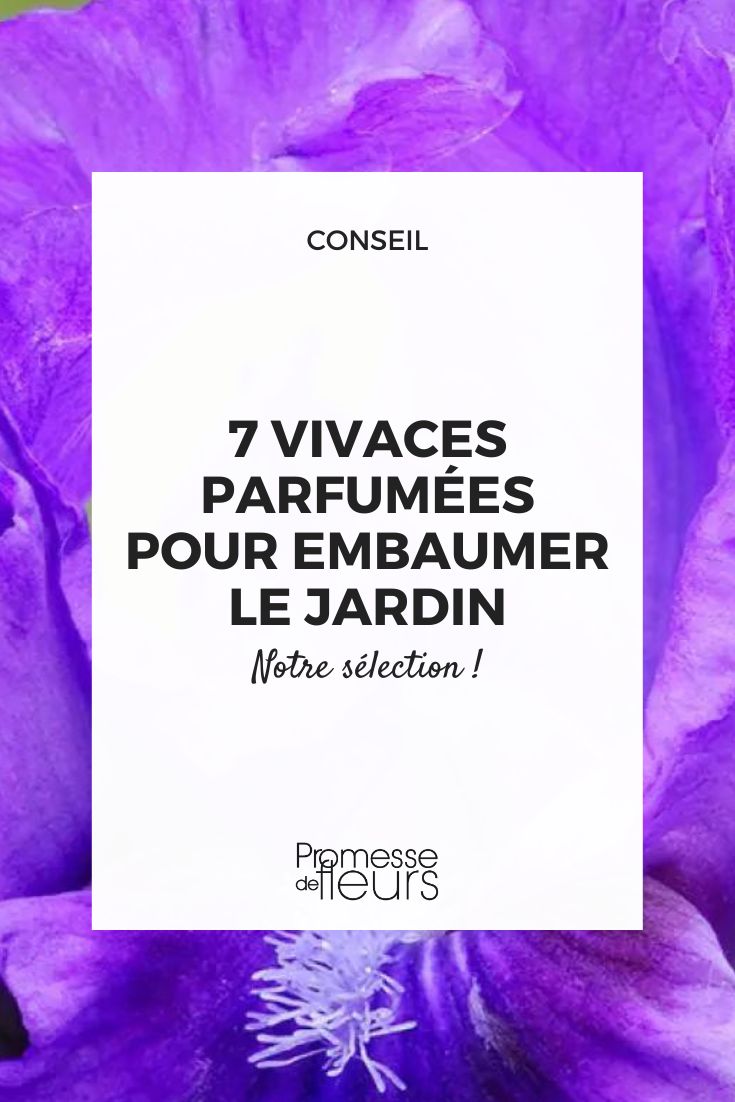Iris Smell The Roses (Übersetzung: Iris Riechen Sie die Rosen)