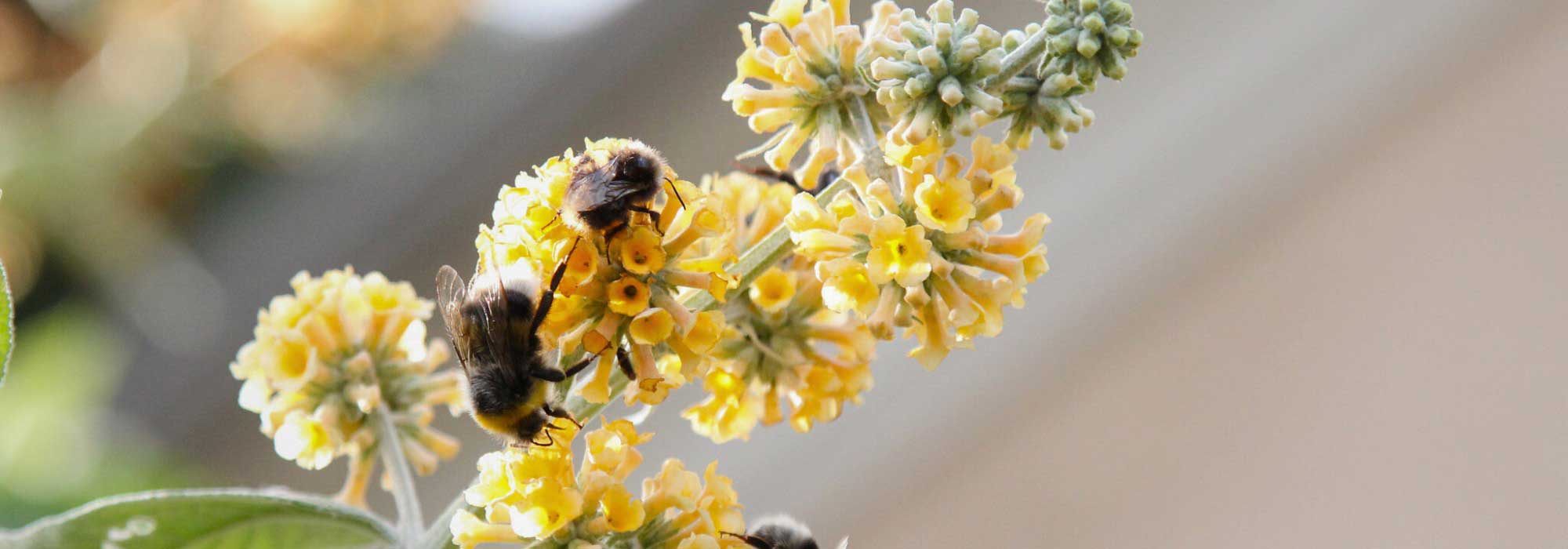 Top 5 gelb- und orangeblühender Sommerflieder