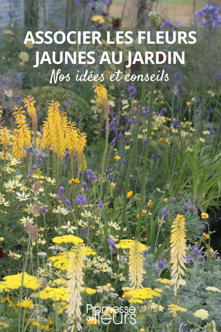 Garten mit gelben und blauen Blüten