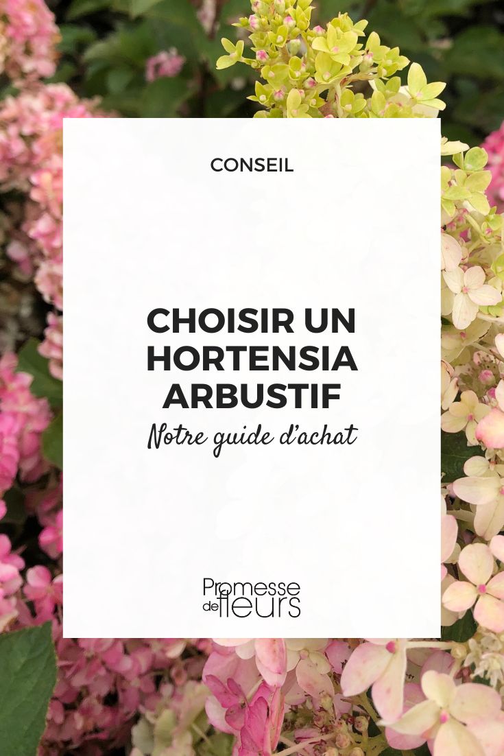 Hortensie Fraise Melba