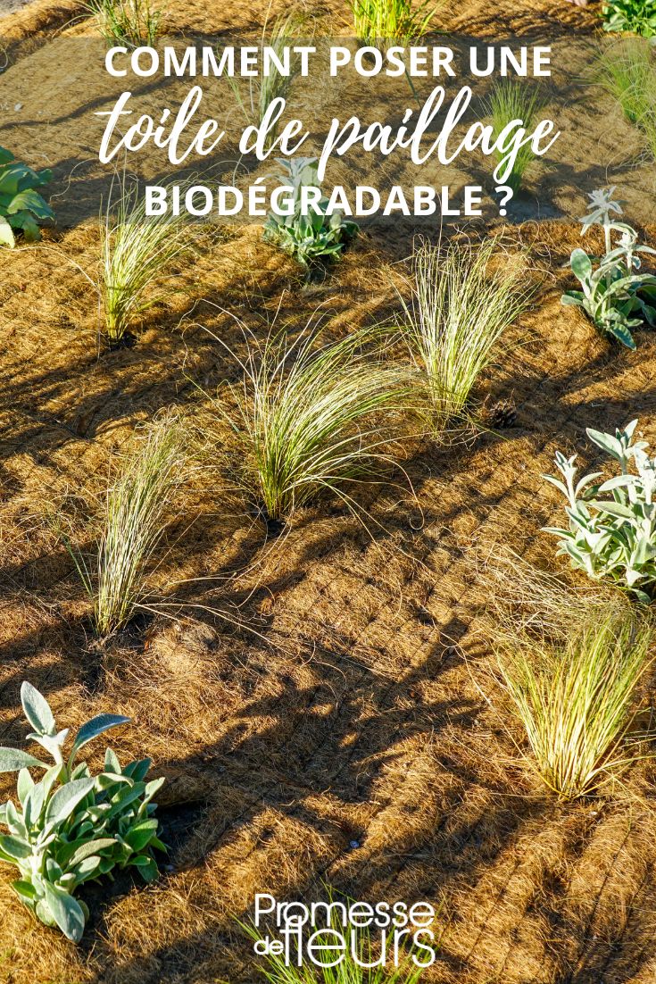 kokosbasierter biologisch abbaubarer Mulch