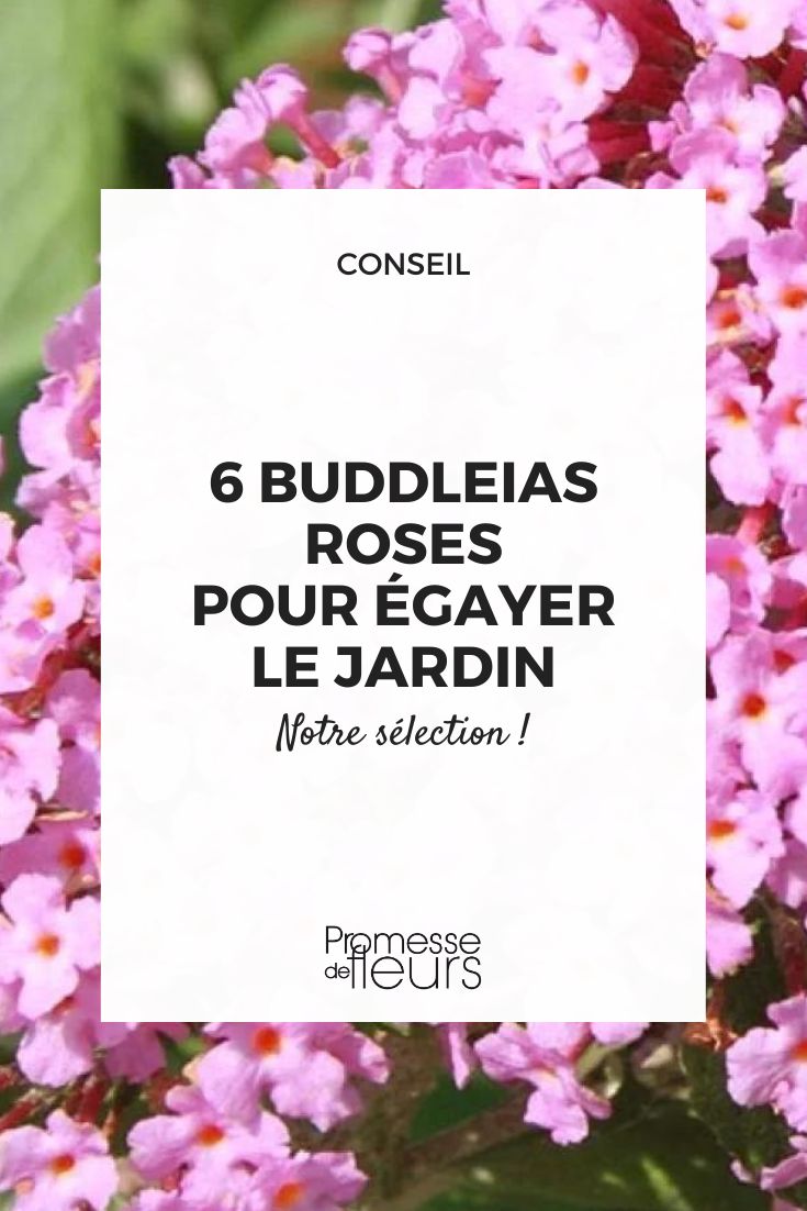 Buddleja Pink Panther