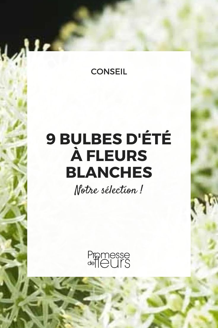 Zierlauch mit weißen Blüten