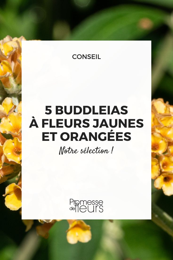 Buddleia mit gelben Blüten