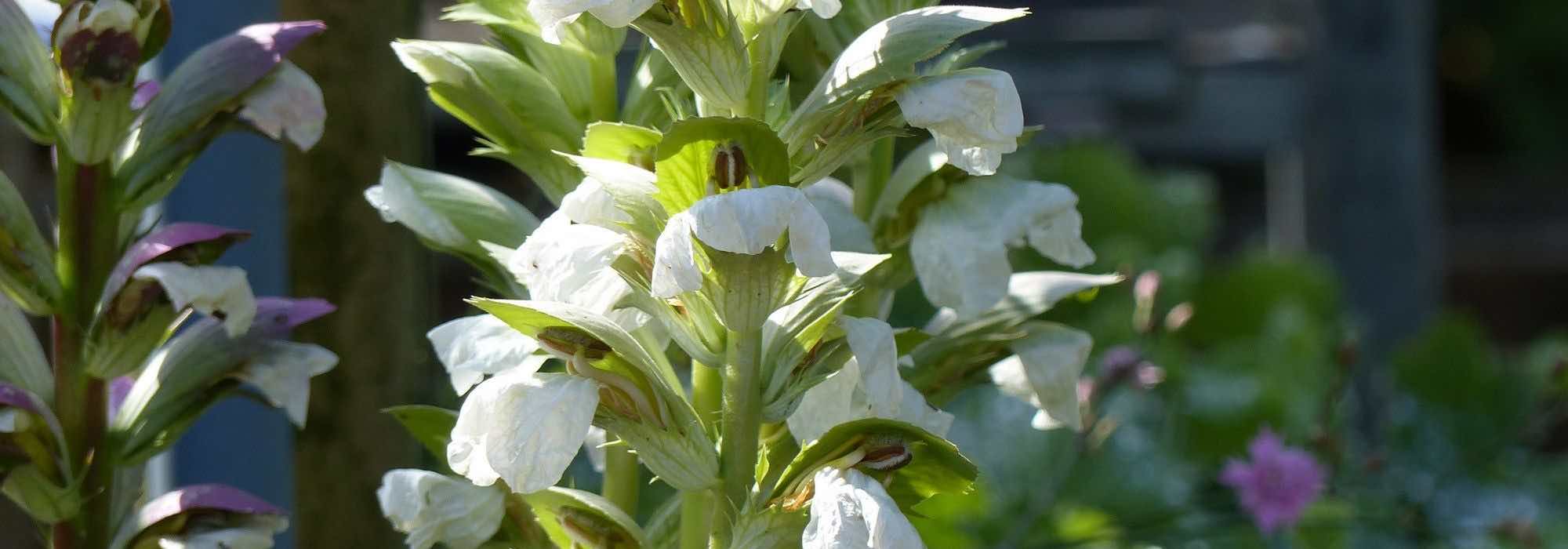 Akanthus: schönste Sorten ent­decken