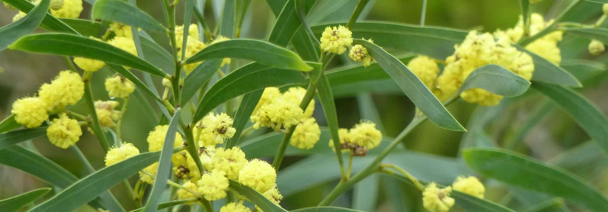 6 Bäume mit gelben Blüten für jeden Garten
