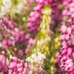 5 bodenbedeckende Sträucher mit Sommerblüte